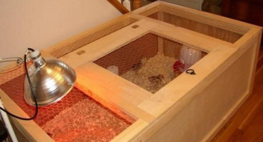 Jak vyrobit mláďata pro chov kuřat krok za krokem, kreslení s rozměry